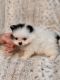 Pomeranian Puppies for sale in Rock Hill, SC 29730, USA. price: $1,500