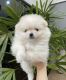 Pomeranian Puppies for sale in New Orleans, LA, USA. price: $650