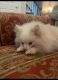 Pomeranian Puppies for sale in Spartanburg, SC, USA. price: $300
