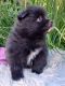 Pomeranian Puppies for sale in Monee, IL 60449, USA. price: $1,000