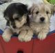 Pomeranian Puppies for sale in Myrtle Beach, SC, USA. price: $1,300