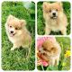 Pomeranian Puppies for sale in Anderson, SC 29626, USA. price: $950