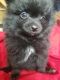 Pomeranian Puppies for sale in Colorado Springs, CO, USA. price: $1,000