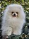 Pomeranian Puppies for sale in Brighton, CO, USA. price: $3,000