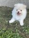 Pomeranian Puppies for sale in Laplace, LA, USA. price: $1,500