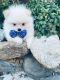 Pomeranian Puppies for sale in San Diego, CA, USA. price: $2,200