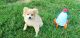 Pomeranian Puppies for sale in Anderson, SC 29626, USA. price: $750