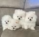 Pomeranian Puppies for sale in St. George, UT 84770, USA. price: $300