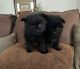 Pomeranian Puppies for sale in 1823 E Fawn Dr, Phoenix, AZ 85042, USA. price: $1,500
