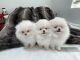 Pomeranian Puppies for sale in Glendale, AZ, USA. price: NA