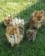 Pomeranian Puppies for sale in Elkhart, IN, USA. price: $500