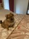 Pomeranian Puppies for sale in Merrillville, IN, USA. price: $850