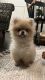Pomeranian Puppies for sale in Denver, CO, USA. price: $3,000