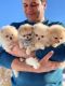 Pomeranian Puppies for sale in Santa Clara, CA, USA. price: $600
