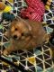 Pomeranian Puppies for sale in Durango, CO 81301, USA. price: $800