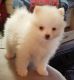 Pomeranian Puppies for sale in Atlanta, GA, USA. price: $985