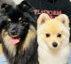Pomeranian Puppies for sale in Terre Haute, IN 47803, USA. price: $100