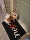 Pomeranian Puppies for sale in Clearwater, FL 33764, USA. price: $1,000