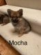 Pomeranian Puppies for sale in Davison, MI 48423, USA. price: $1,000