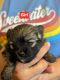 Pomeranian Puppies for sale in Warsaw, IN, USA. price: $2,500