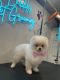 Pomeranian Puppies for sale in Loveland, Colorado. price: $3,000