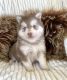 Pomeranian Puppies for sale in Charlotte, North Carolina. price: $500