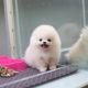 Pomeranian Puppies for sale in New York, New York. price: $500