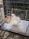 Pomeranian Puppies for sale in Sun City, Arizona. price: $1,500