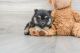 Pomeranian Puppies for sale in Salt Lake City, Utah. price: $1,650