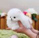 Pomeranian Puppies for sale in New York, New York. price: $400