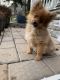 Pomeranian Puppies for sale in Nanuet, New York. price: $1,000