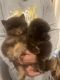 Pomeranian Puppies for sale in Queens, New York. price: $1,800