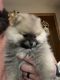 Pomeranian Puppies for sale in Cohoes, New York. price: $1,200