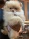 Pomeranian Puppies for sale in Dallas, Texas. price: $528