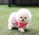 Pomeranian Puppies for sale in New York, New York. price: $500