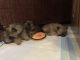 Pomeranian Puppies for sale in Galt, California. price: $1,200