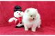 Pomeranian Puppies for sale in Baytown, Texas. price: $600