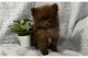 Pomeranian Puppies for sale in Cedar City, Utah. price: $600