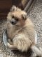 Pomeranian Puppies for sale in Corry, PA 16407, USA. price: $600