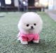 Pomeranian Puppies for sale in New Orleans, Louisiana. price: $400