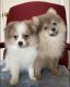Pomeranian Puppies for sale in Riverside, California. price: $500