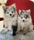 Pomeranian Puppies for sale in Riverside, California. price: $795