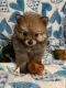 Pomeranian Puppies for sale in Columbia, MS 39429, USA. price: $600