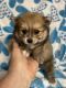 Pomeranian Puppies for sale in Columbia, MS 39429, USA. price: $500