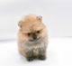 Pomeranian Puppies for sale in Des Plaines, IL, USA. price: $1,500