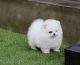 Pomeranian Puppies for sale in Houston, Texas. price: NA