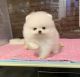 Pomeranian Puppies for sale in Brooklyn, New York. price: NA