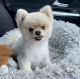 Pomeranian Puppies for sale in Arlington, Massachusetts. price: $700