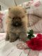 Pomeranian Puppies for sale in Vancouver, British Columbia. price: $2,000