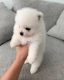 Pomeranian Puppies for sale in Albany, New York. price: NA
